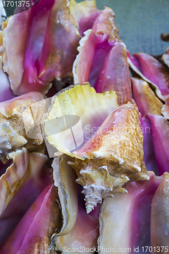 Image of Group of Colorful Shells