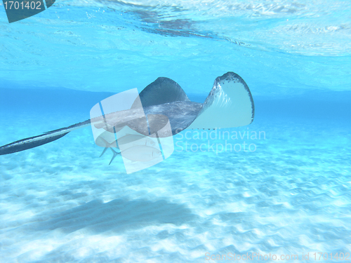 Image of Stingray in the Caribbean Sea