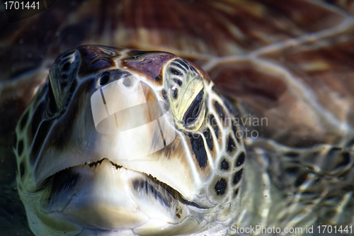 Image of Sea Turtle Eyes and Face