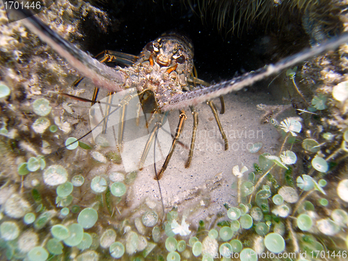 Image of Crayfish in the Caribbean Sea