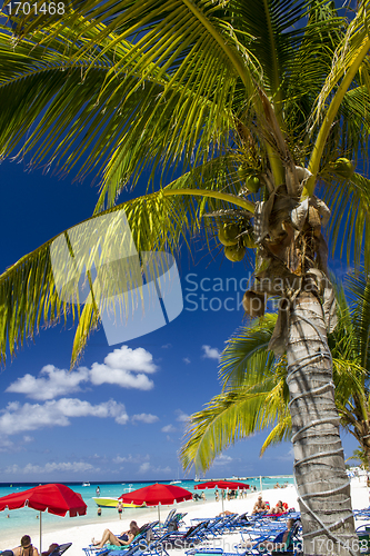 Image of Palm on a beautiful sandy Beach with colorful Umbrellas