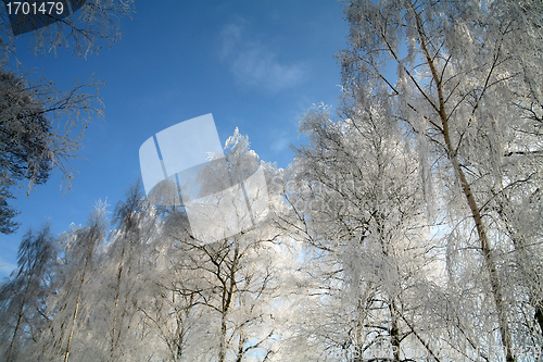 Image of winter in denmark