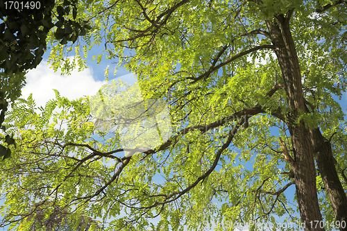 Image of spring tree