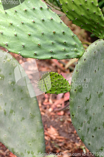 Image of Plants and flowers from corsica