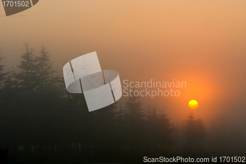 Image of branches morning