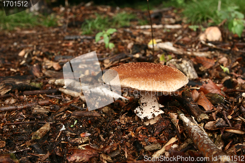 Image of MUSHROOM