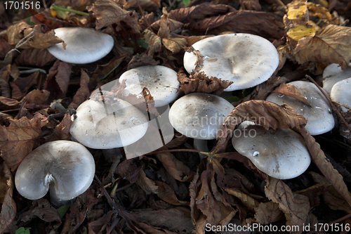 Image of MUSHROOM