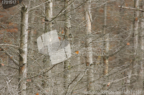 Image of Autumn forest