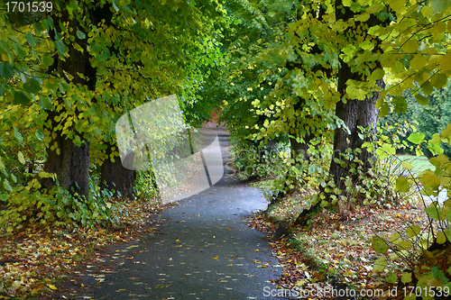 Image of Trees and forest in Denmark