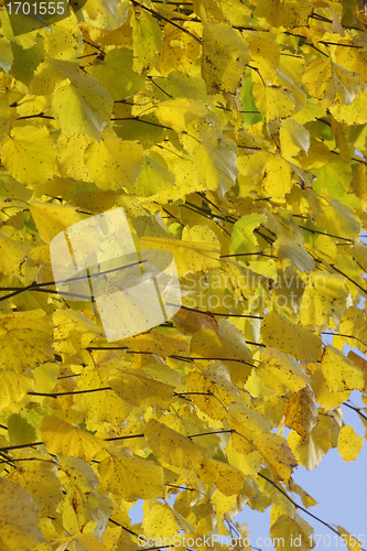 Image of Autumn forest
