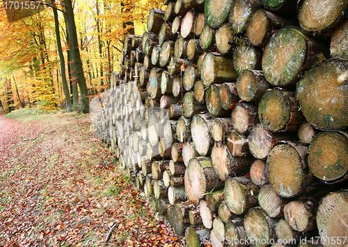 Image of Autumn forest