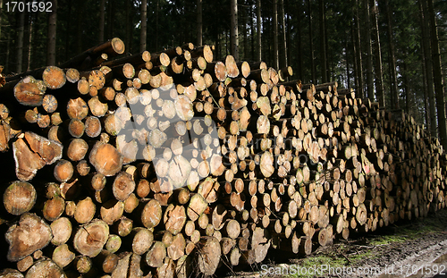 Image of tree trunk