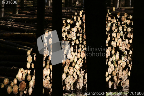 Image of tree trunk