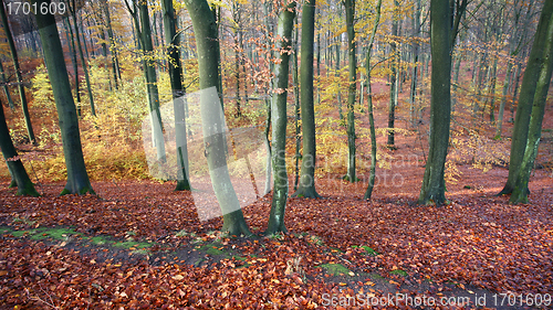 Image of colorul forest