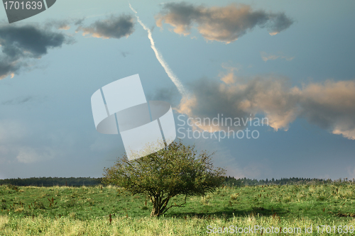 Image of lonely tree