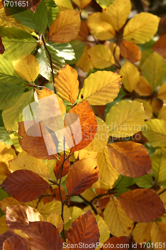 Image of trees and forest