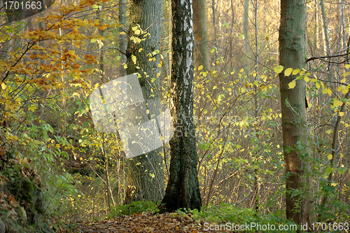 Image of danish landscape01