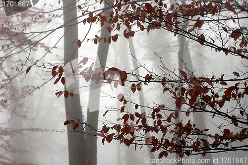 Image of trees and forest