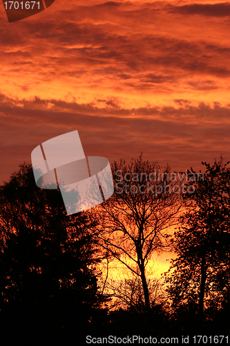 Image of branches morning