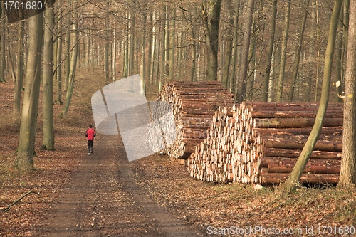 Image of Autumn forest