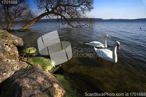 Image of swan