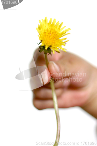 Image of dandelion child
