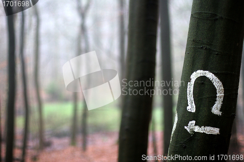 Image of trees and forest