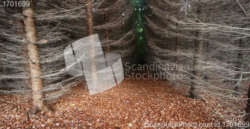 Image of forest