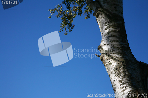 Image of Tree trunk