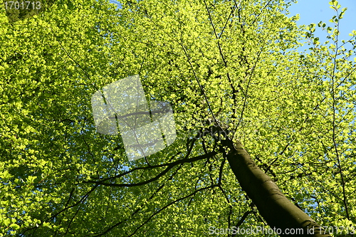 Image of leaves