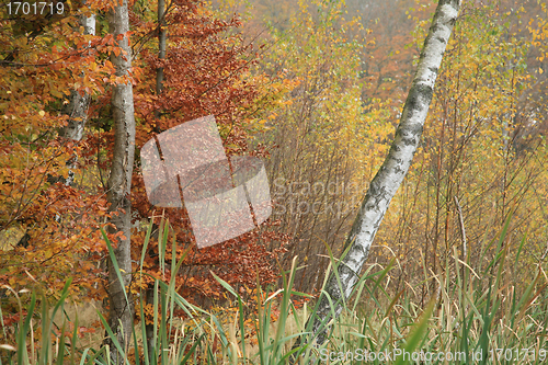 Image of Forest in denmark