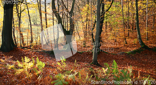 Image of colorul forest