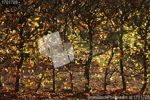 Image of autumn leaves