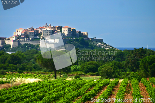 Image of calvi