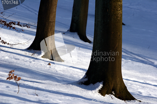 Image of forest