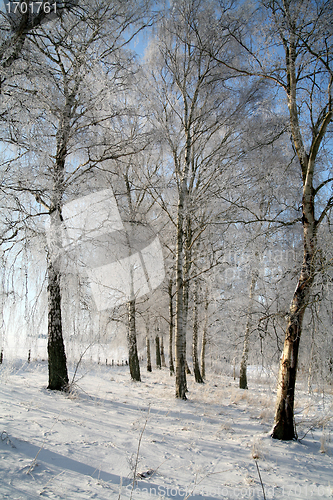 Image of winter in denmark