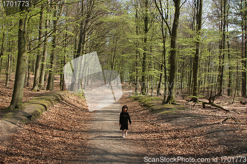 Image of Autumn forest