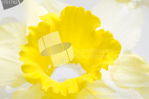 Image of Yellow lily closeup