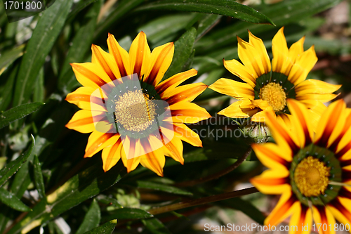 Image of Plants and flowers from corsica