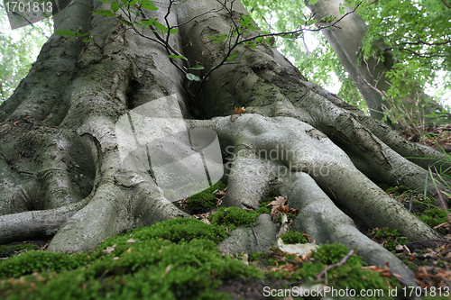Image of forest