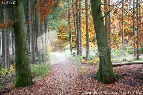 Image of Autumn forest