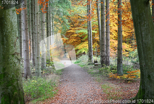 Image of Autumn forest