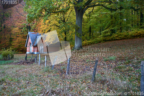 Image of Trees and forest in Denmark
