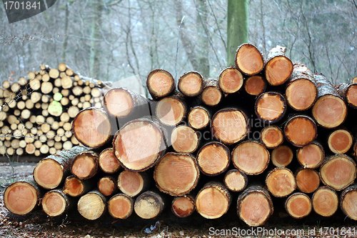 Image of tree trunk