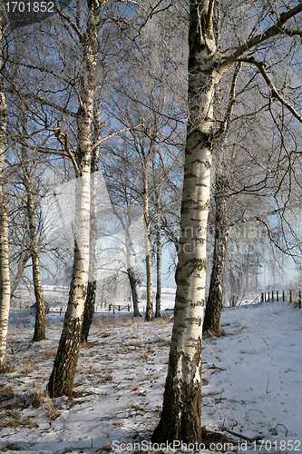 Image of winter in denmark