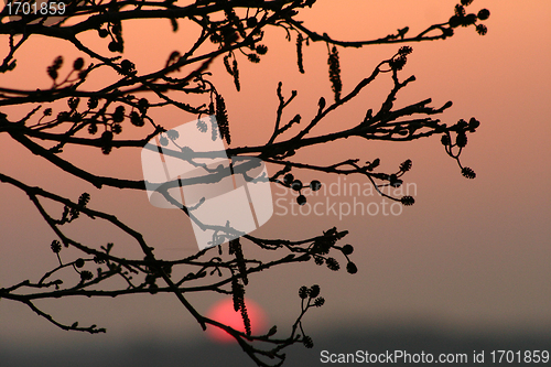 Image of branches morning