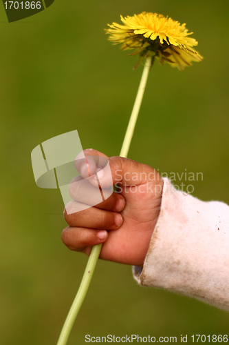 Image of dandelion child