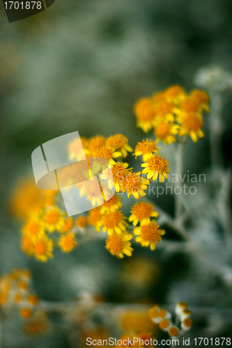 Image of Plants and flowers from corsica