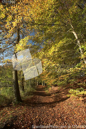 Image of danish landscape