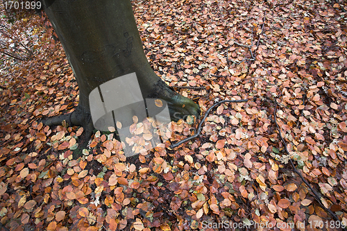 Image of autumn forest